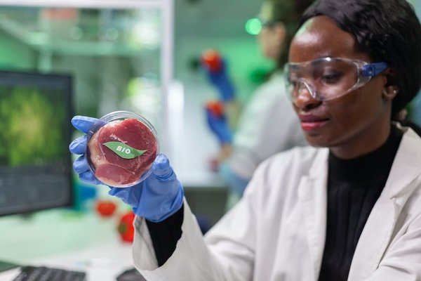 Les meilleures recettes végétariennes pour une alimentation équilibrée